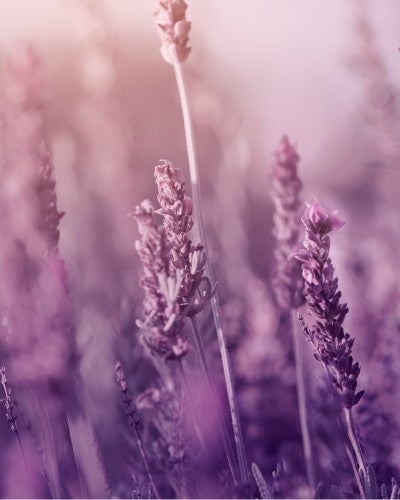 Natural Body Care Gift Set “Enchanting Lavender” - Berry Purple 