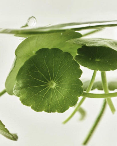[Beauty of Joseon] Light On Serum : Centella + Vita C 30ml - Berry Purple 